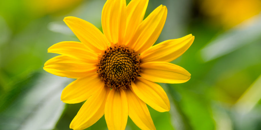 Arnica – The Story of Centuries of Healing